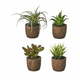 Umetne rastline v kompletu 4 ks Cactus – Casa Selección