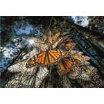 Clementoni National Geographic Uganka: Milijoni metuljev monarhov potujejo na prezimovališča v Mehiko 1000 kosov