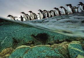 Clementoni Puzzle National Geographic: pingvini gentoo se potopijo v morje 1000 kosov