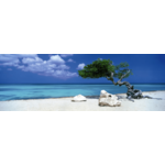 Heye Panoramska sestavljanka Divi Divi Tree (Aruba, Antili) 1000 kosov