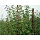 RAMDA opora za rastline, 160cm SLT 2210154
