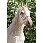 WEBHIDDENBRAND TREFL Puzzle Svet konj: Portret belega moža 54 kosov