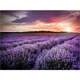 Slika 100x70 cm Lavender Field – Wallity