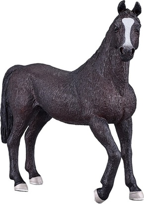 Črni arabski žrebec Mojo