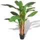 Umetna rastlina bananovec v loncu 175 cm zelene barve