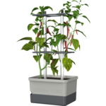 Gusta Garden Charly Chili - rastlinski lonec - Svetlo siva