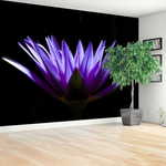 tulup.si Stenska fototapeta Purple lotus 250x104cm Netkani freski