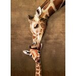 WEBHIDDENBRAND EUROGRAPHICS Žirafa Poljub Puzzle XL 500 kosov