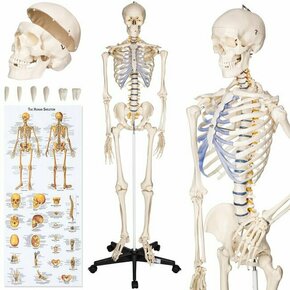 Tectake Človeški skelet