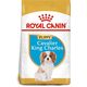 Royal Canin briketi za pse Cavalier King Charles Puppy 1,5 kg