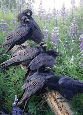 Cobble Hill Puzzle Raven srečanje 1000 kosov