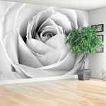 tulup.si Stenska fototapeta White rose 312x219cm Netkani freski
