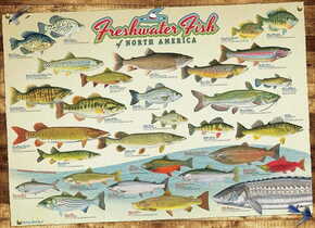 Cobble Hill Puzzle Ribe Severne Amerike 1000 kosov