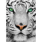 ENJOY Puzzle Beli sibirski tiger 1000 kosov