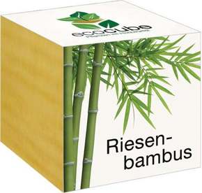 Feel Green ecocube "eksotika" - velikanski bambus