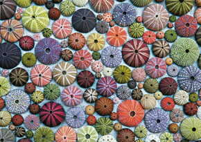 Piatnik Morski ježki Puzzle 1000 kosov