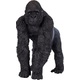 Mojo Silverback samec gorile