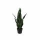 Sušena rastlina (višina 66 cm) Sansevieria – PT LIVING