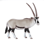Mojo Oryx juhoafrický