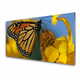 tulup.si Slika na akrilnem steklu Butterfly cvet narava 125x50 cm