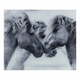 Siva steklena stenska zaščita Wenko Horses, 60 x 50 cm