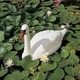 Ubbink 401363 White Swan Garden Pond Ornament Plastic