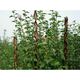 RAMDA opora za rastline, 190cm SLT 2210148