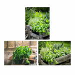 Slike v kompletu 3 ks 30x40 cm Herbs – Casa Selección