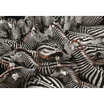 Clementoni Sestavljanka National Geographic: Zebre v ogradi 1000 kosov