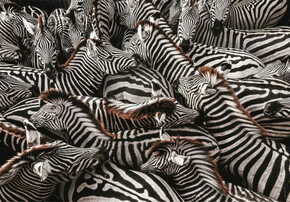 Clementoni Sestavljanka National Geographic: Zebre v ogradi 1000 kosov