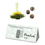 Feelino Čajni cvetovi, 6 različnih sort, posamično zaviti, zelo produktivni