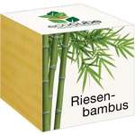Feel Green ecocube "eksotika" - velikanski bambus